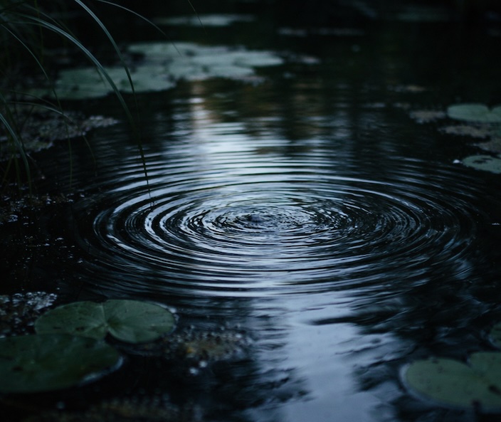 A quiet pond surface with a small ripple, suggesting recent movement.