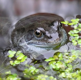 A frog in a pond.